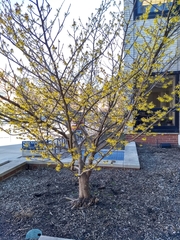 Hamamelis virginiana