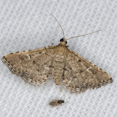 Metasia capnochroa