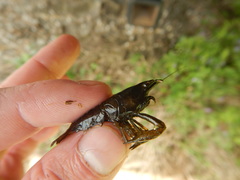 Procambarus incilis