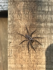 Tomopisthes horrendus