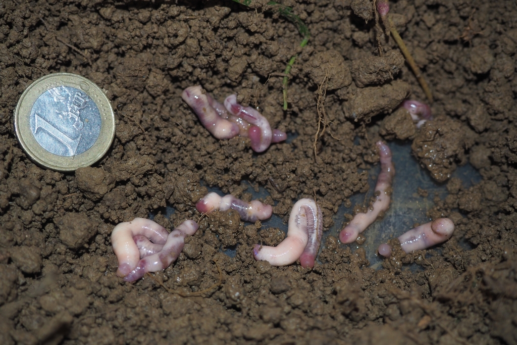Ailoscolex lacteospumosus