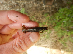 Procambarus incilis