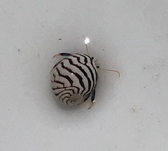 Clibanarius tricolor