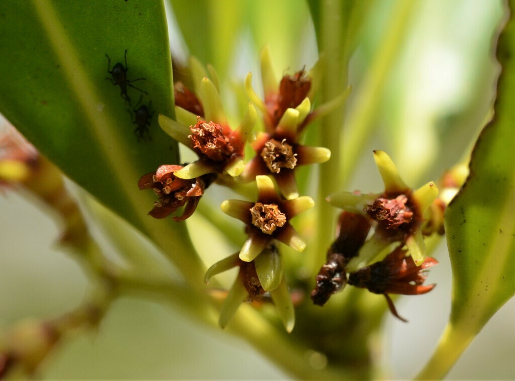 smooth-fruited yellow mangrove from City of Darwin, NT, Australia on ...