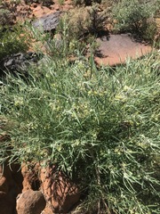 Gomphocarpus tomentosus tomentosus