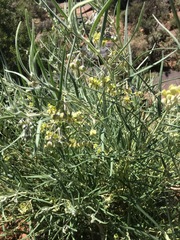 Gomphocarpus tomentosus tomentosus