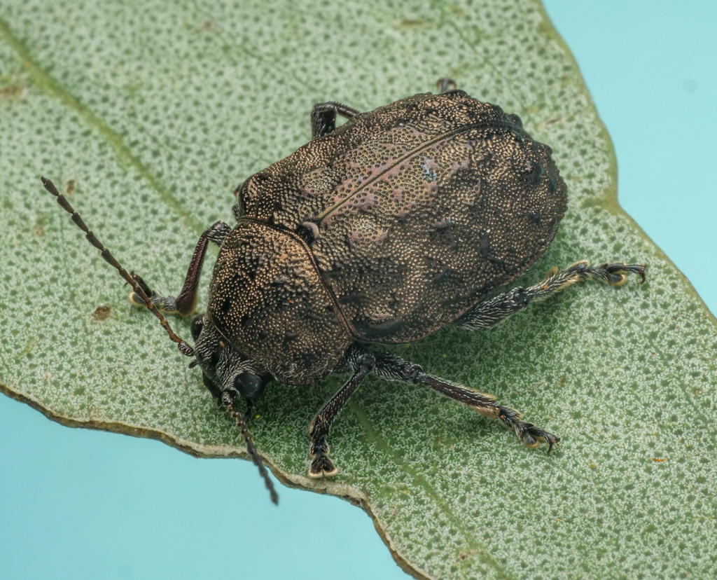Geloptera tuberculata