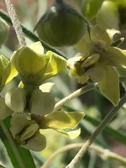 Gomphocarpus tomentosus tomentosus