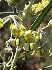 Gomphocarpus tomentosus tomentosus