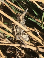 Gomphocarpus tomentosus tomentosus