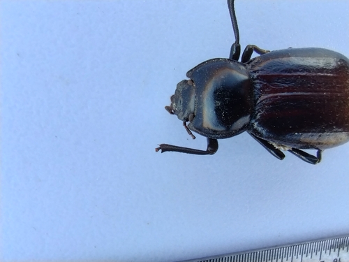 Stenomorpha convexa
