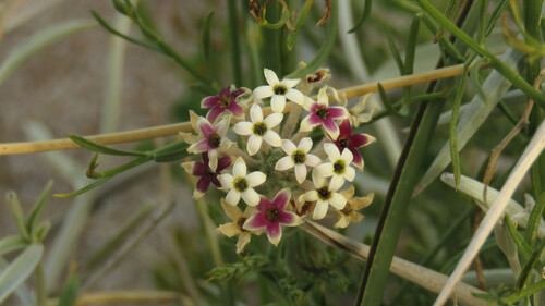 Arjona tuberosa (Arjona tuberosa)