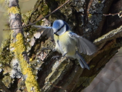 Cyanistes caeruleus