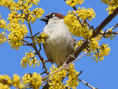 Passer domesticus