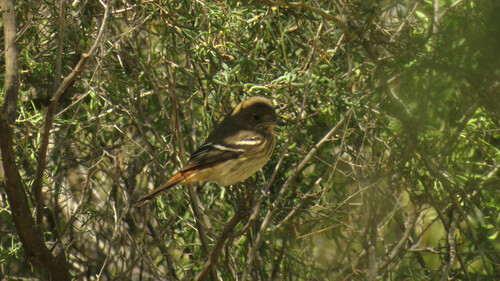 Hudson's Black Tyrant (Knipolegus hudsoni), photo 3