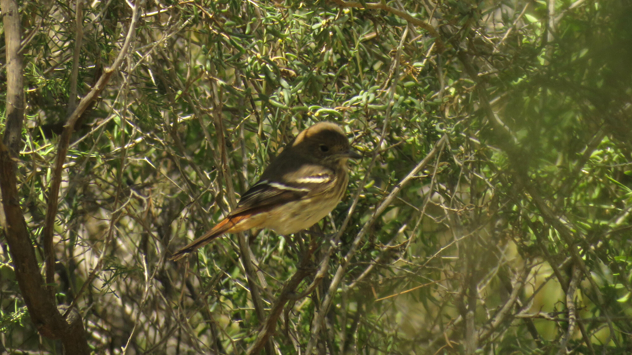 Hudson's Black Tyrant (Knipolegus hudsoni), photo 3