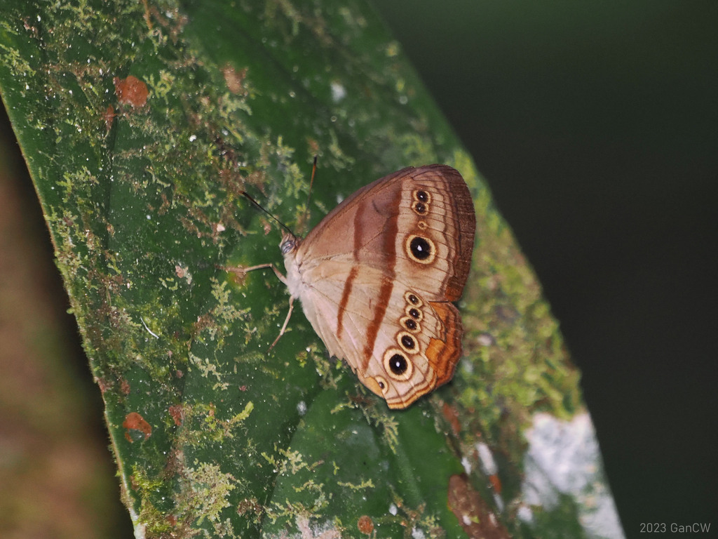 Mycalesis comes