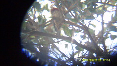 Haemorhous mexicanus