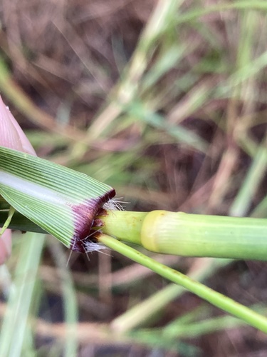 Hyparrhenia rufa