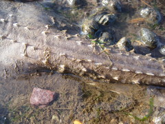 Leucoraja erinaceus
