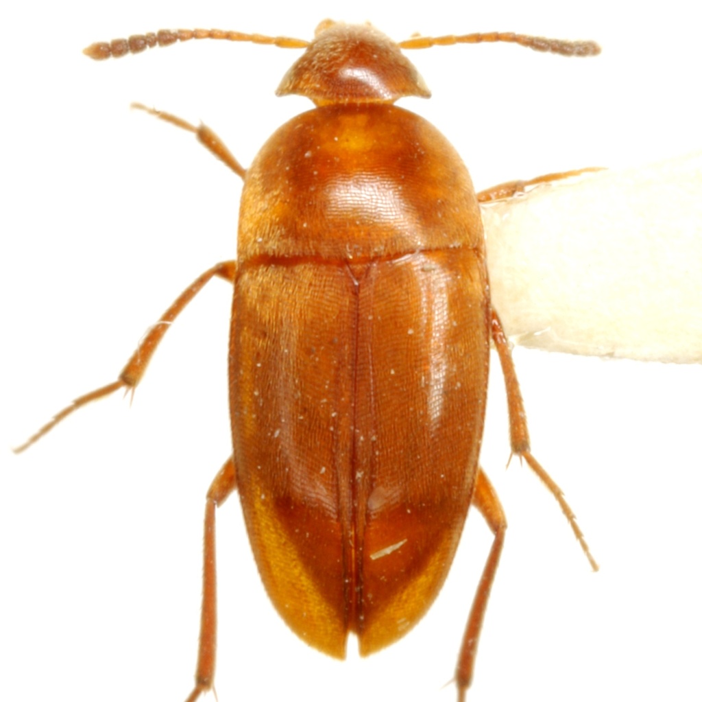Ptomaphagus cavernicola