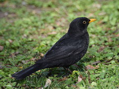 Turdus merula