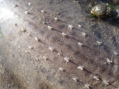 Leucoraja erinaceus