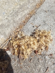 Platanus × hispanica