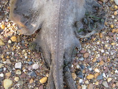 Leucoraja erinaceus