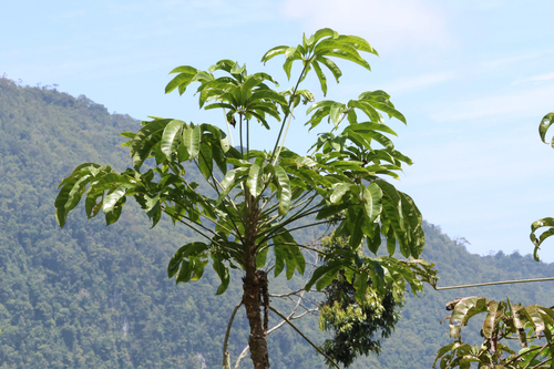 Schefflera observed 2023-10-13