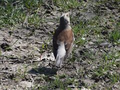 Turdus pilaris