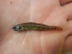 Etheostoma gracile