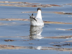 Chroicocephalus ridibundus