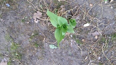 Hosta lancifolia