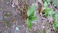 Hosta lancifolia