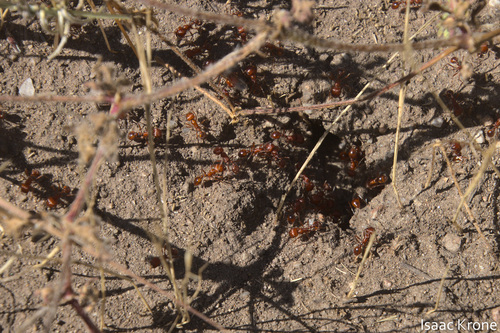 iNaturalist observation photo of Typical American Harvester Ants
