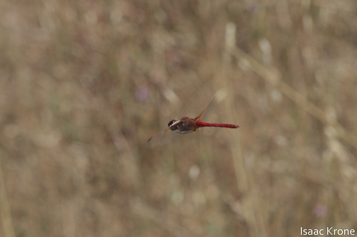 iNaturalist observation photo of Cardinal Meadowhawk