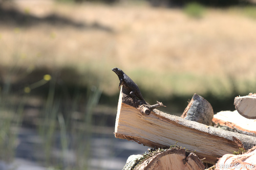 iNaturalist observation photo of Western Fence Lizard