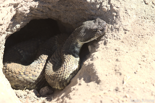 iNaturalist observation photo of Northern Pacific Rattlesnake