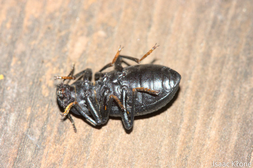 iNaturalist observation photo of Darkling Beetles