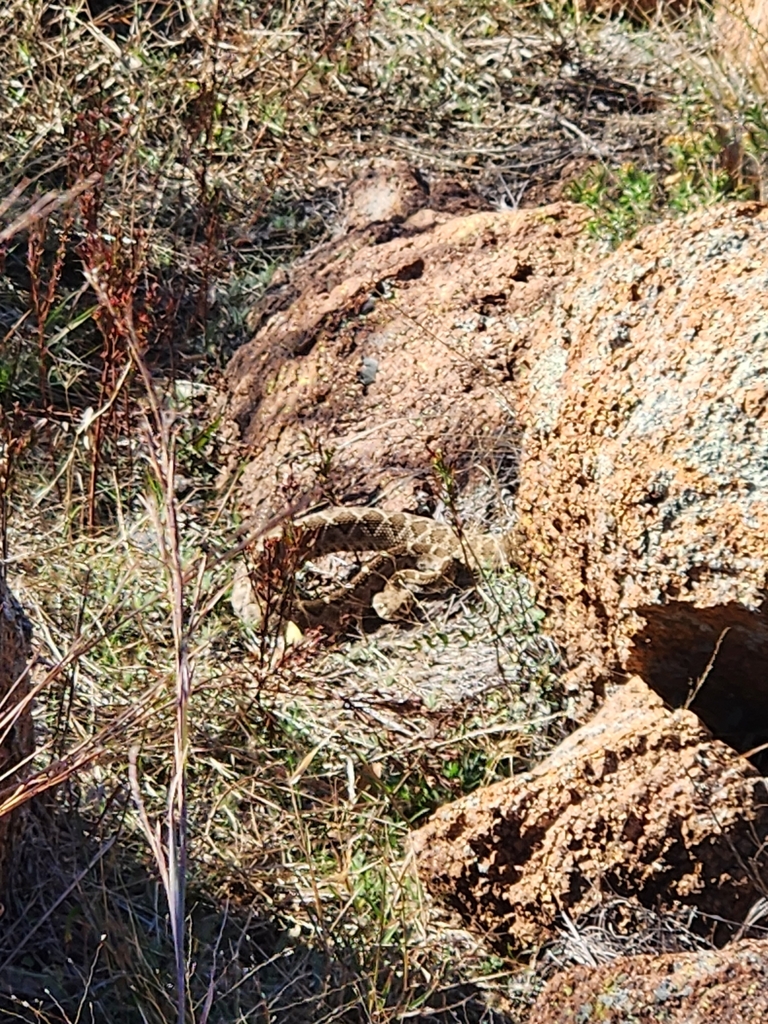 Comanche Rattle Western Diamond-backed Rattlesnake from Comanche County, US-OK, US on ...