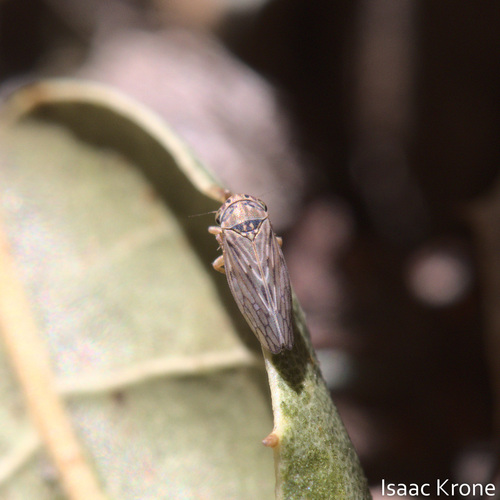 iNaturalist observation photo of Ceratagallia