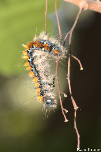 iNaturalist observation photo of Pacific Tent Caterpillar