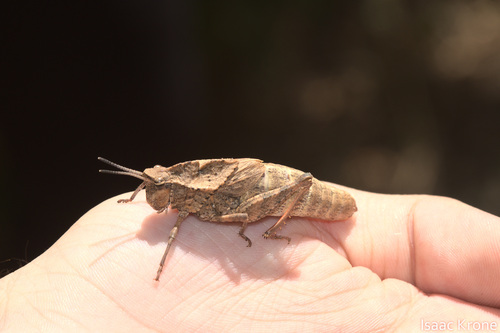 iNaturalist observation photo of Gray Dragon Lubber