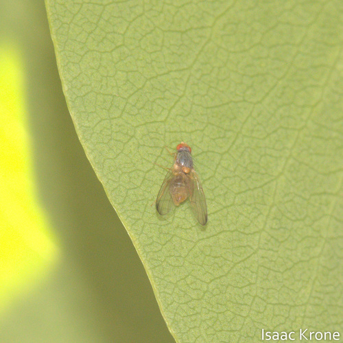 iNaturalist observation photo of Lauxaniid Flies