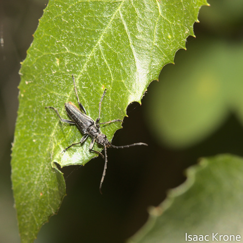 iNaturalist observation photo of Stenocorus
