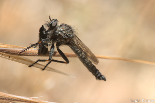 iNaturalist observation photo of Cochlorhinus pluto