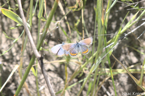iNaturalist observation photo of Acmon Blue