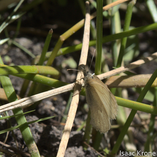 iNaturalist observation photo of Common Ringlet