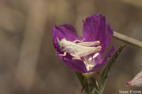 iNaturalist observation photo of North American Spur-throated Grasshoppers